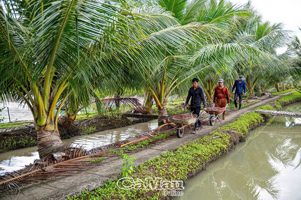 Cá chình được nhanh chóng vận chuyển vào ao tạm, chạy ô xy, đảm bảo cá sống khi thương lái đến thu mua.