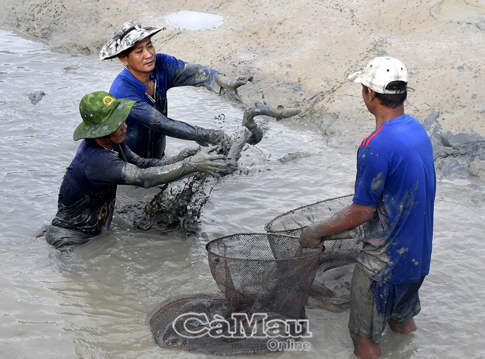 Sau khi kéo lưới, xả cạn nước trong ao, nông dân tiếp tục bắt cá dưới bùn để đảm bảo không bị sót.