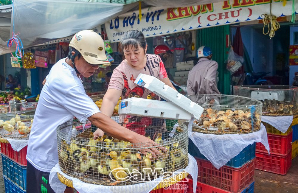 Hiện nay, người chăn nuôi đang chọn mua con giống để tái đàn nhằm phục vụ nhu cầu thị trường dịp tết Nguyên đán, nguy cơ xảy ra dịch cúm gia cầm H5N1 rất cao.