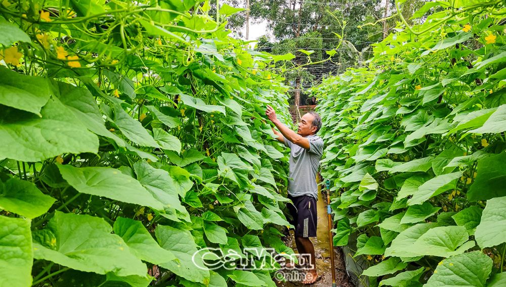 Dưa leo của gia đình ông Trần Hoàng Vĩnh đang trong giai đoạn thu hoạch, ước mang về lợi nhuận từ 30-40 triệu đồng khi kết thúc vụ.