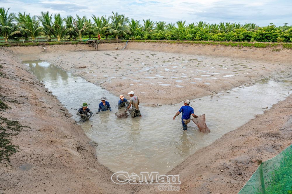 Mỗi ao nuôi cá chình rộng khoảng 1.000 m2, sau hơn 20 tháng nuôi là có thể xuất bán.