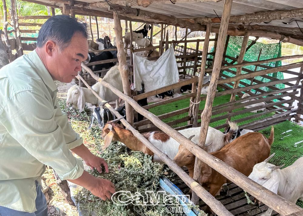 Nhờ nguồn vốn vay 30 triệu đồng từ quỹ hỗ trợ nông dân, ông Nguyễn Văn Dư duy trì nuôi từ 50-60 con dê, thu nhập khoảng 80 triệu đồng/năm.