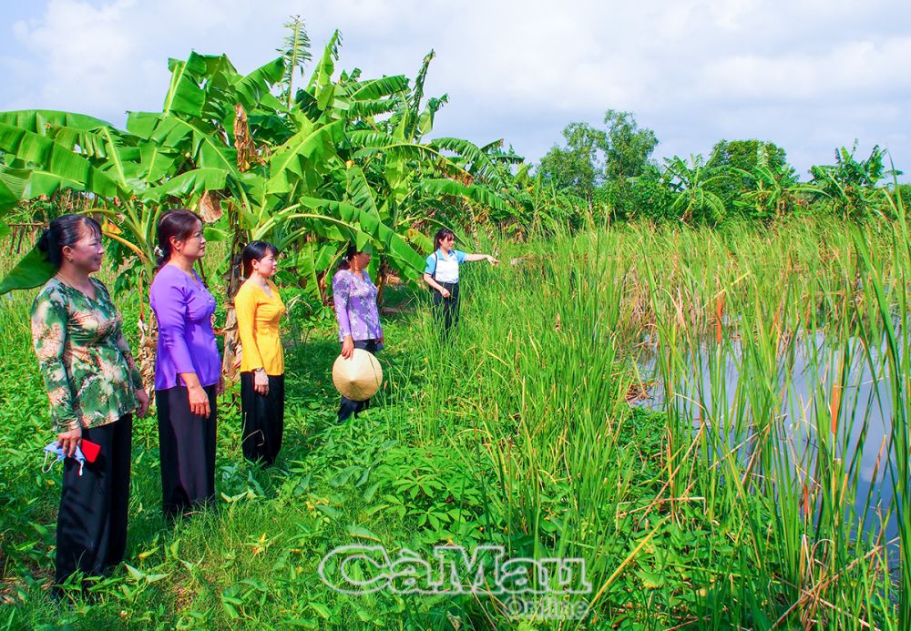 Chi em tham quan mô hình trồng bồn bồn của THT sản xuất liên kết dưa bồn bồn ấp Hiệp Hoà.