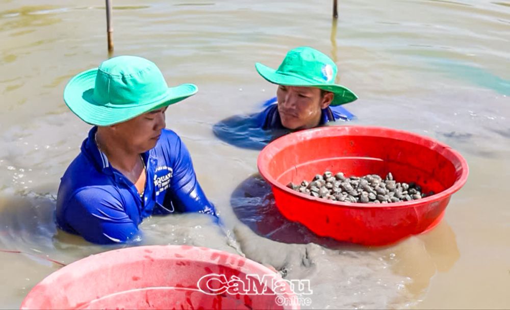 Hợp tác xã sò giống và thu mua sò huyết thương phẩm là một mô hình kinh tế hiệu quả từ sự tiên phong đi đầu của cựu thủ lĩnh Ðoàn,anh Lê Văn Hướng, ngụ ấp Ðông Mỹ, xã Trần Thới.