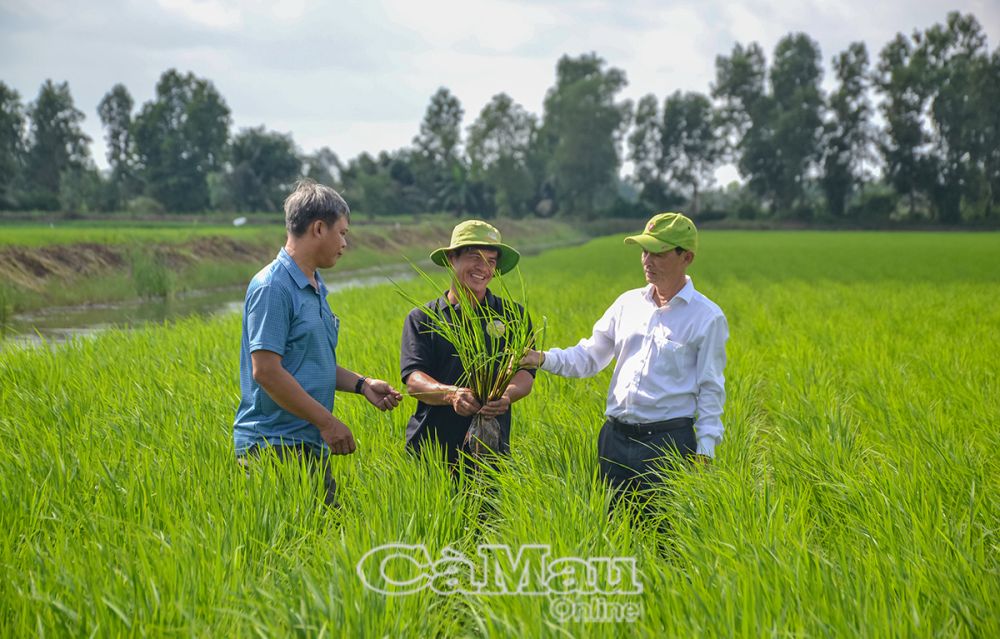 Sau gần 2 tháng gieo cấy, hiện nay 43.103 ha lúa trên đất nuôi tôm đang phát triển tốt, ít sâu bệnh, dự đoán sẽ cho năng suất và chất lượng gạo cao, phù hợp với tiêu chuẩn Ðề án.