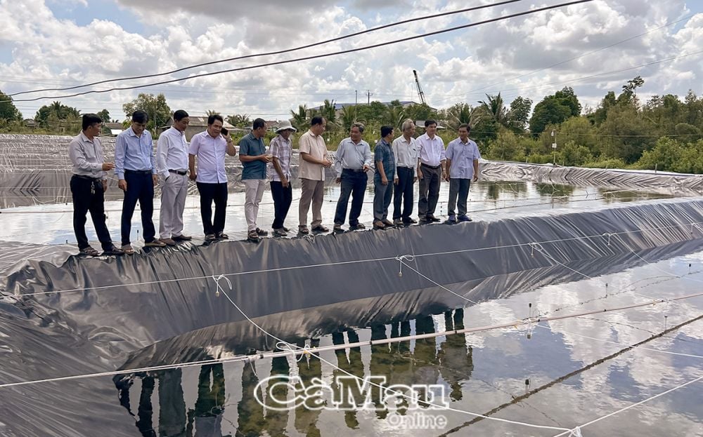 Sự thành công của dự án thử nghiệm sinh sản và ương sò huyết giống đã mở ra mô hình sản xuất mới đầy tiềm năng cho người dân một số huyện trên địa bàn tỉnh.