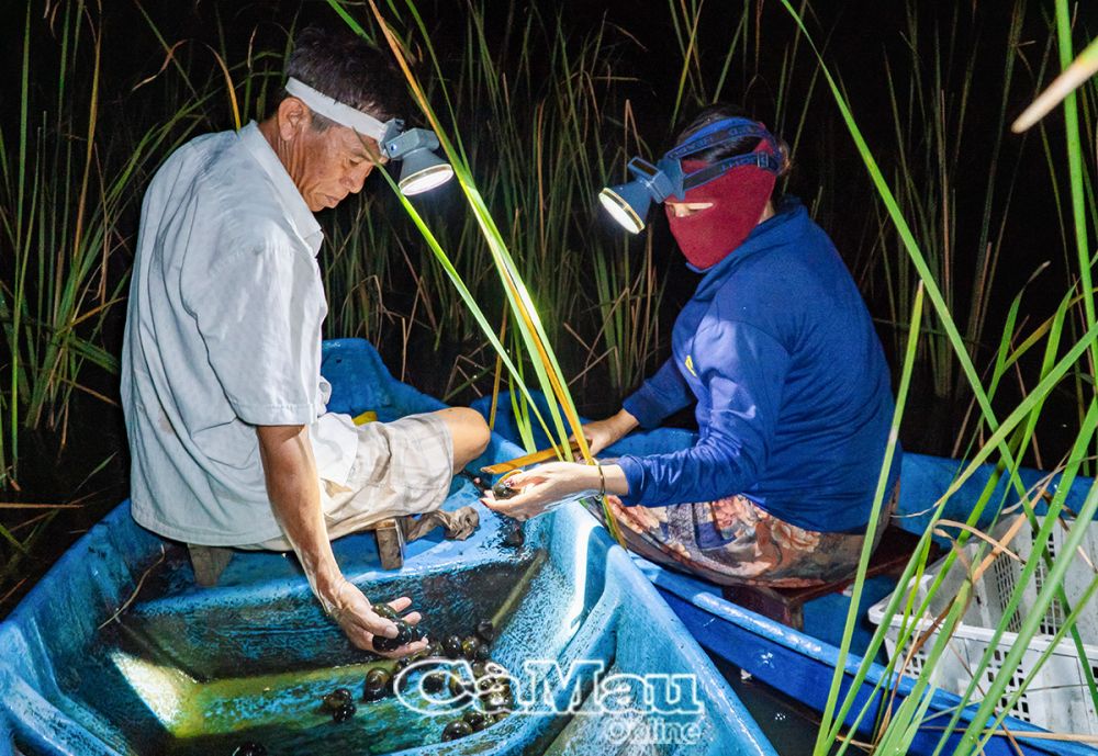 Mỗi đêm, bà con xã Khánh An, huyện U Minh soi ốc bươu vàng trong ruộng bồn bồn, cũng có thêm thu nhập.