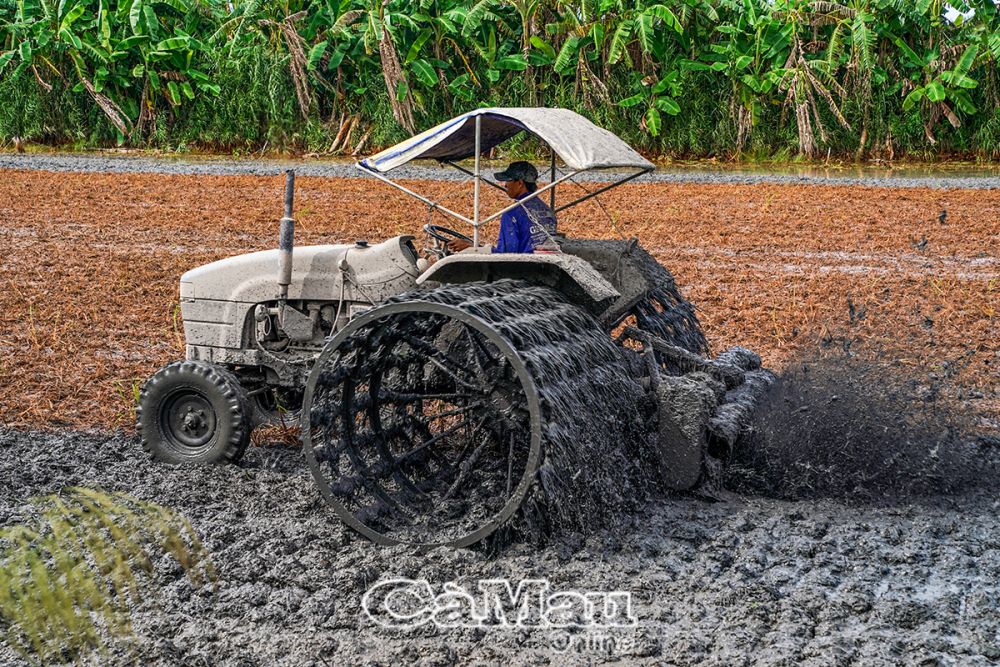 Nông dân xã Khánh Bình Tây cải tạo đất chuẩn bị cho vụ màu Tết.