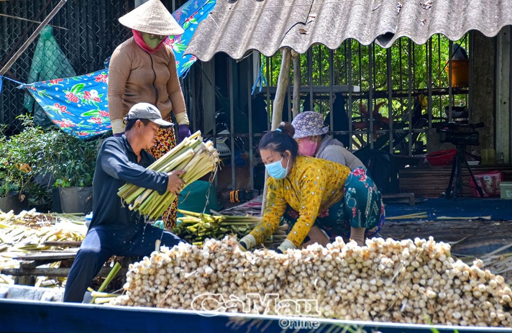 Từ vùng đất trũng, sản xuất lúa gặp nhiều khó khăn, người dân Ấp 14, xã Khánh An, huyện U Minh, chuyển sang trồng bồn bồn đem lại hiệu quả kinh tế.