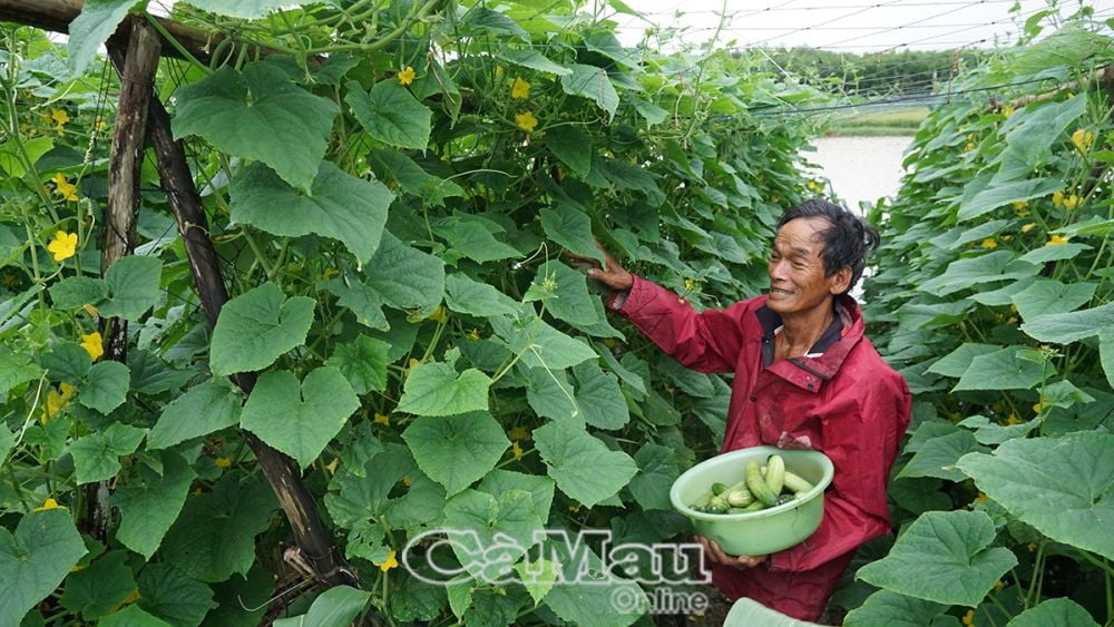 Nhờ vay vốn tín dụng chính sách, ông Võ Thanh Liêm, Ấp 12, xã Khánh Lâm, huyện U Minh, có điều kiện đầu tư trồng màu, kinh tế ngày càng ổn định.