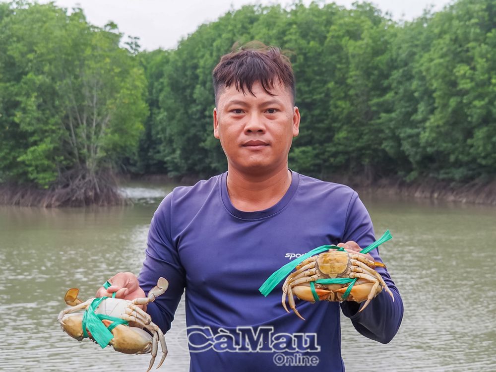 Tôm, cua sinh thái dưới tán rừng là thế mạnh của tỉnh, thời gian qua đã triển khai nhiều quy trình sản xuất mới, góp phần nâng cao năng suất, chất lượng.