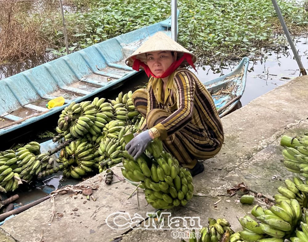 Với việc đẩy nhanh chuyển giao các tiến bộ kỹ thuật, từ chuối xiêm năng suất thấp, nông dân huyện U Minh mạnh dạn chuyển sang trồng chuối xiêm cấy mô nên năng suất, chất lượng, giá trị tăng đáng kể, trở thành mặt hàng chủ lực của huyện.