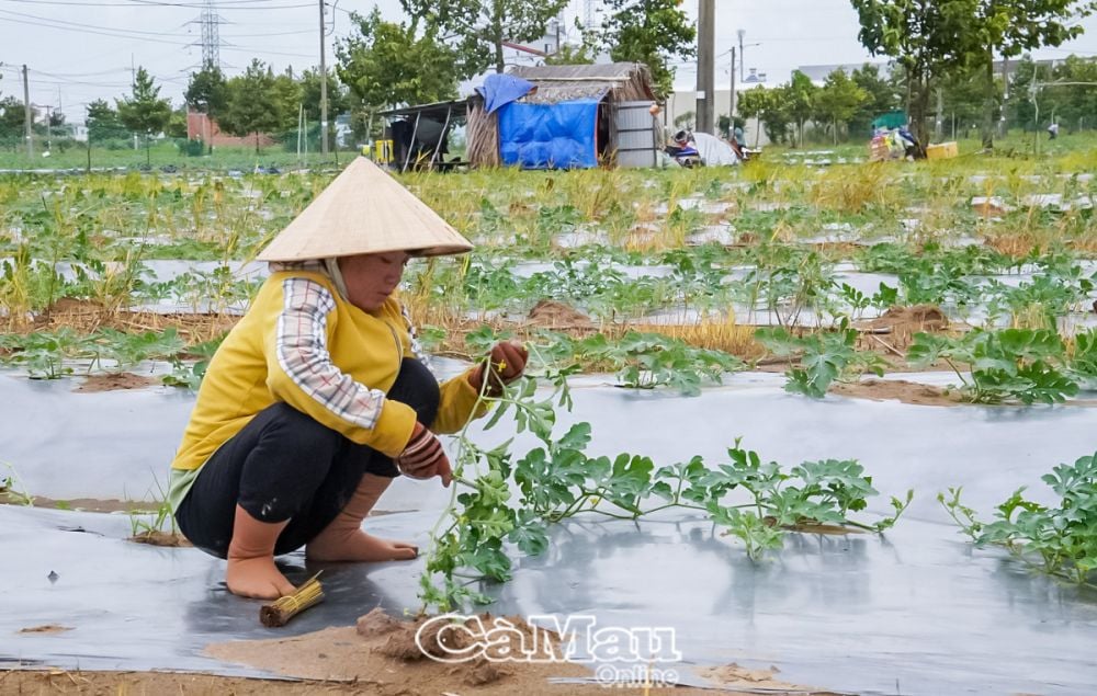 Nông dân xã Lý Văn Lâm tích cực chăm sóc ruộng dưa hấu để kịp cung ứng phục vụ thị trường Tết.