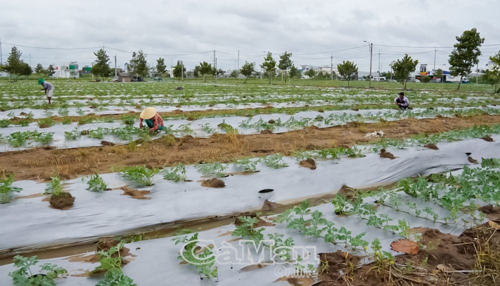 Ruộng dưa tại xã Lý Văn Lâm đang gặp nhiều vấn đề về bệnh do thời tiết.