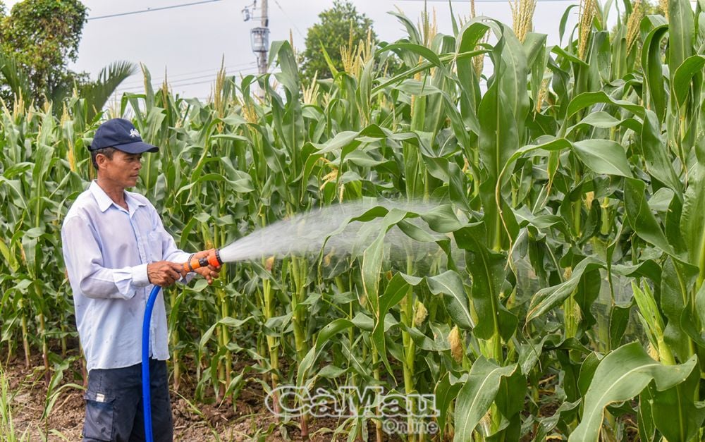 Mô hình trồng bắp của hộ ông Trần Quốc Hưng mang lại hiệu quả kinh tế cao.