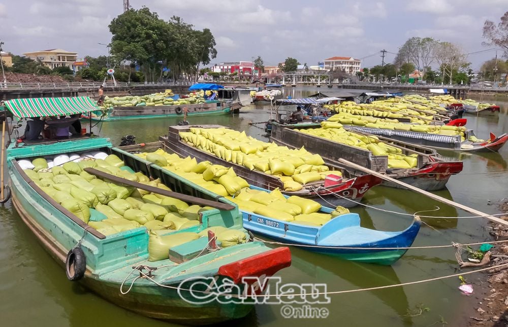 Năm 2024, tổng sản lượng lúa toàn tỉnh vượt 14% với khoảng 570 ngàn tấn. Ảnh: ANH QUỐC