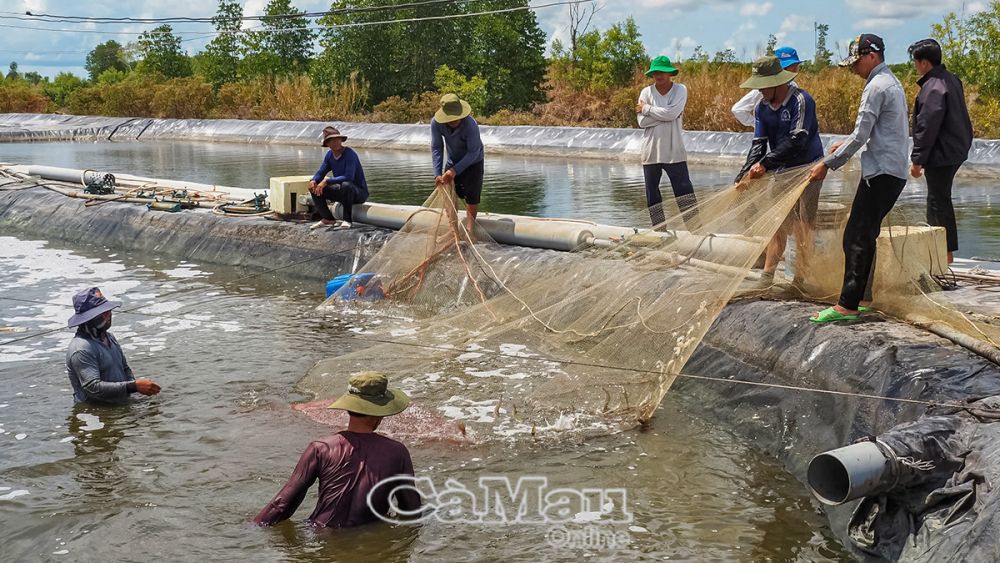 Tôm nuôi theo hình thức thâm canh và siêu thâm canh ứng dụng nhiều tiến bộ khoa học - công nghệ để nâng cao năng suất, chất lượng và bảo vệ môi trường.