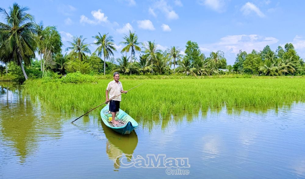 Cánh đồng lúa - tôm của ông Tô Văn Tôn sau 5 tháng xuống giống.