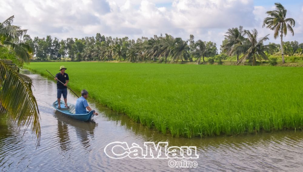 2 ha lúa trên đất nuôi tôm của ông Trịnh Minh Trước đang phát triển xanh tốt, hứa hẹn vụ mùa bội thu.