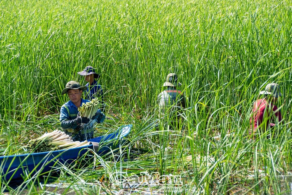 Huyện U Minh tăng cường mở các lớp hướng dẫn kỹ thuật trồng trọt và nuôi thuỷ sản, hỗ trợ người dân trên địa bàn áp dụng phát triển nhiều mô hình sản xuất hiệu quả.