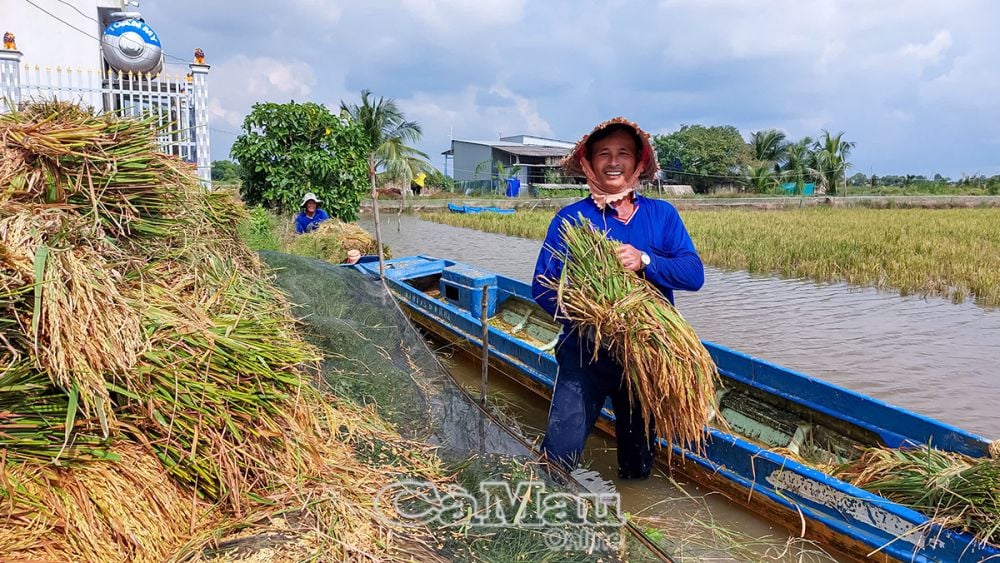 Ông Hà Thanh Tuấn phấn khởi khi vụ lúa trên đất nuôi tôm năm nay cho năng suất cao.