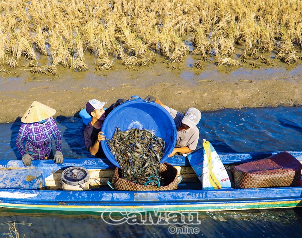 Nông dân Trí Lực liên tục thắng lớn vụ lúa - tôm càng xanh dịp cuối năm. Lúa thơm, tôm sạch là lựa chọn, hướng đi hiệu quả, bền vững của vùng đất này. Ảnh: NHẬT MINH - Q.RIN