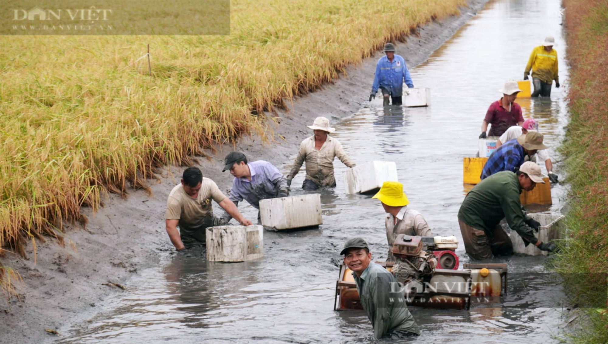 Con tôm mình to, càng dài tăng giá “chóng mặt”, khiến nông dân Cà Mau hớn hở thổi bùn bắt bán đón Tết - Ảnh 4.