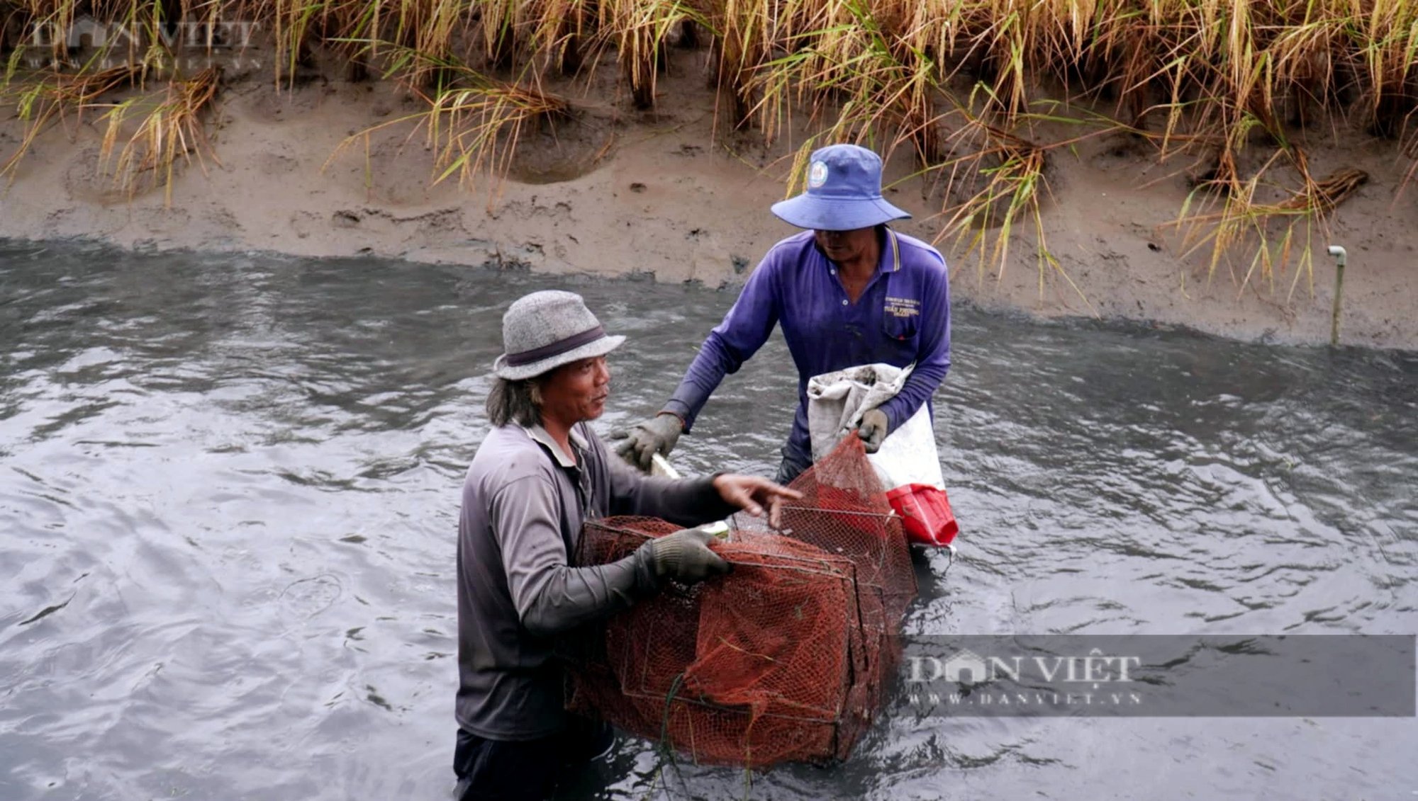 Con tôm mình to, càng dài tăng giá “chóng mặt”, khiến nông dân Cà Mau hớn hở thổi bùn bắt bán đón Tết - Ảnh 5.