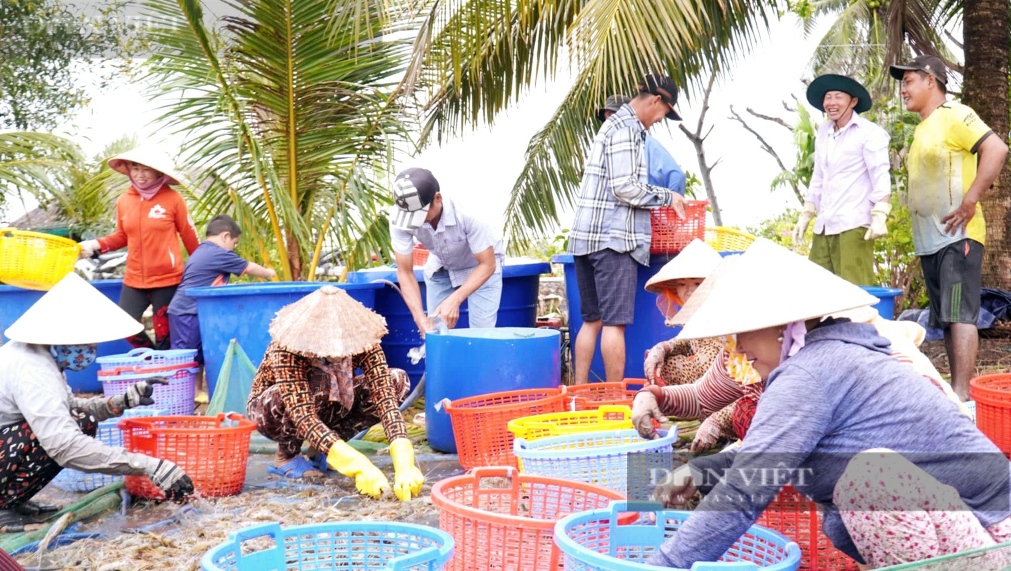 Con tôm mình to, càng dài tăng giá “chóng mặt”, khiến nông dân Cà Mau hớn hở thổi bùn bắt bán đón Tết - Ảnh 9.