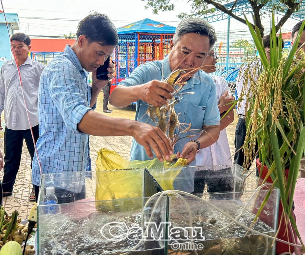 Sản phẩm tôm càng xanh là thế mạnh của xã Trí Lực cũng như của huyện Thới Bình, được người dân duy trì sản xuất nhiều năm nay.