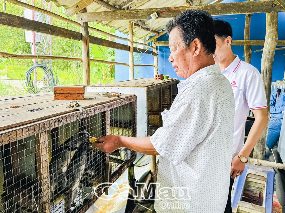 Mô hình nuôi chồn hương của ông Bí cho thu nhập hơn 60 triệu đồng/năm từ chồn thịt. Chồn giống cũng mang lại hiệu quả kinh tế cao.