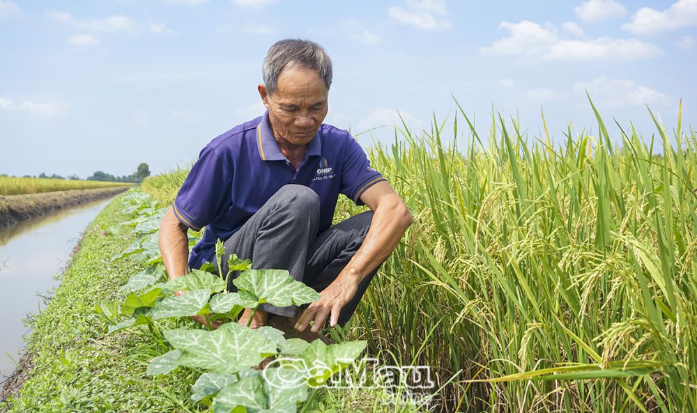 Ðưa màu xuống ruộng giúp gia đình ông Trần Ngọc Khám thu về mỗi năm gần 50 triệu đồng sau khi trừ chi phí.