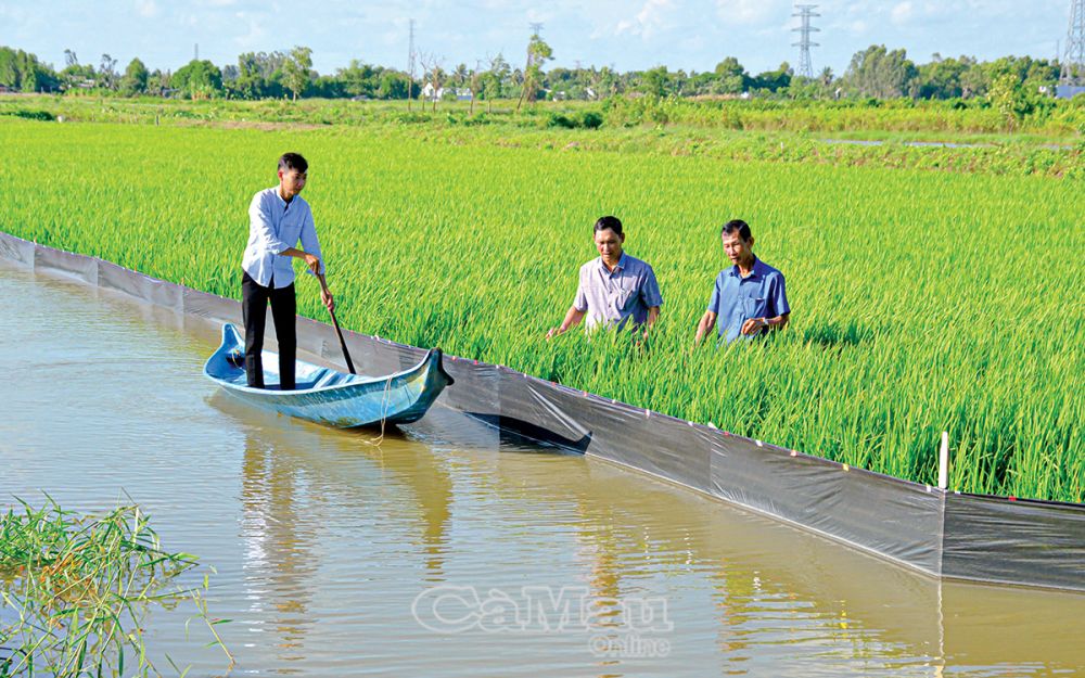 Sản xuất lúa - tôm được xem là mô hình thích ứng với biến đổi khí hậu và phù hợp với mục tiêu phát triển Ðề án 1 triệu héc-ta lúa chuyên canh chất lượng cao. (Ảnh minh hoạ)