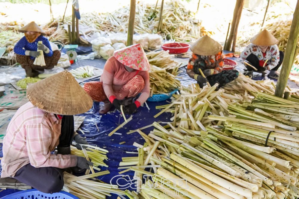 Những mô hình đơn giản như trồng bồn bồn, bông súng trên ruộng cạn... đã giúp nhiều gia đình ở xã Khánh An thoát nghèo bền vững.