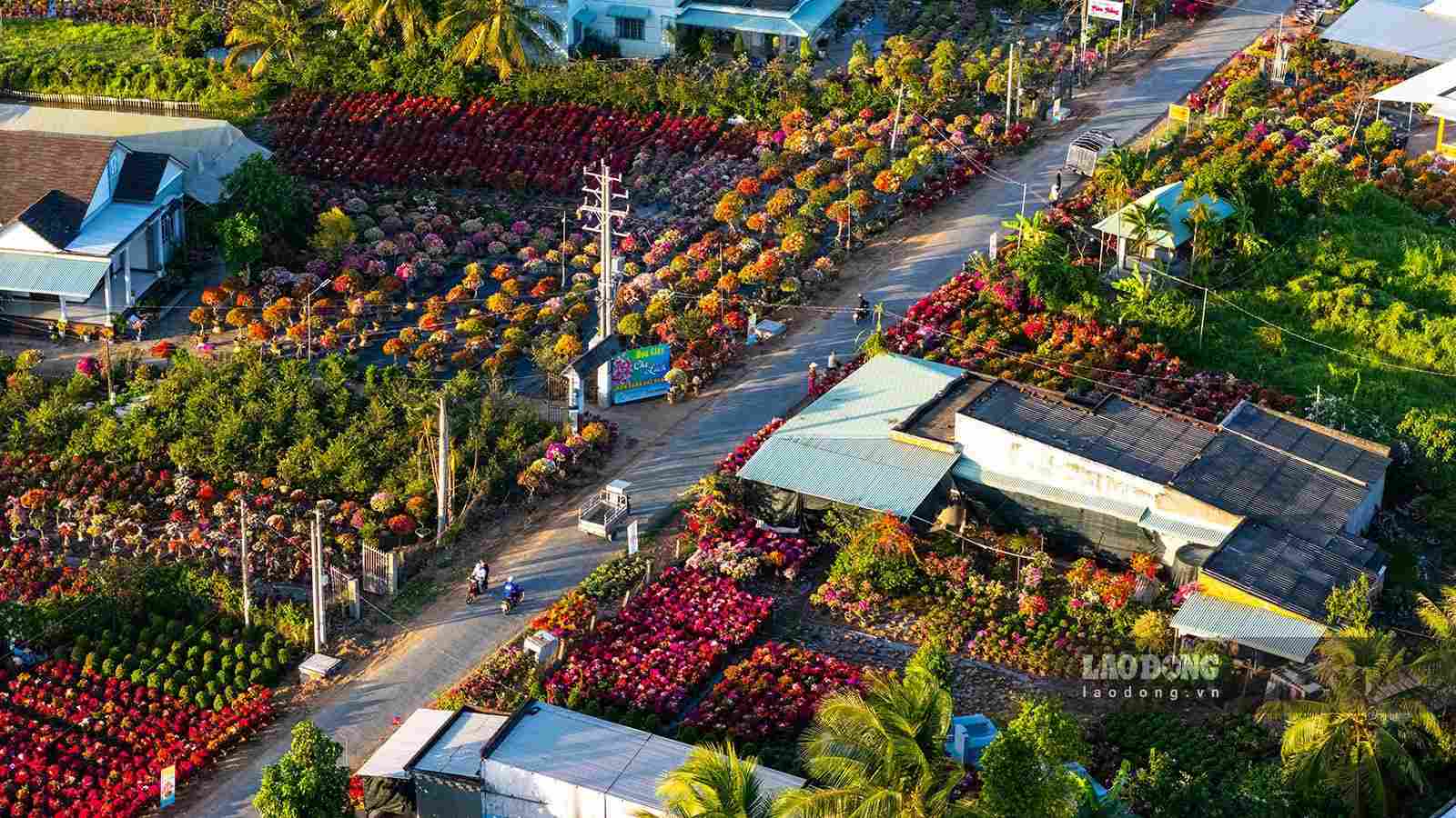 Chợ Lách (Bến Tre) vào vụ hoa Tết Nguyên đán 2024. Ảnh: Nguyễn Khánh Vũ Khoa