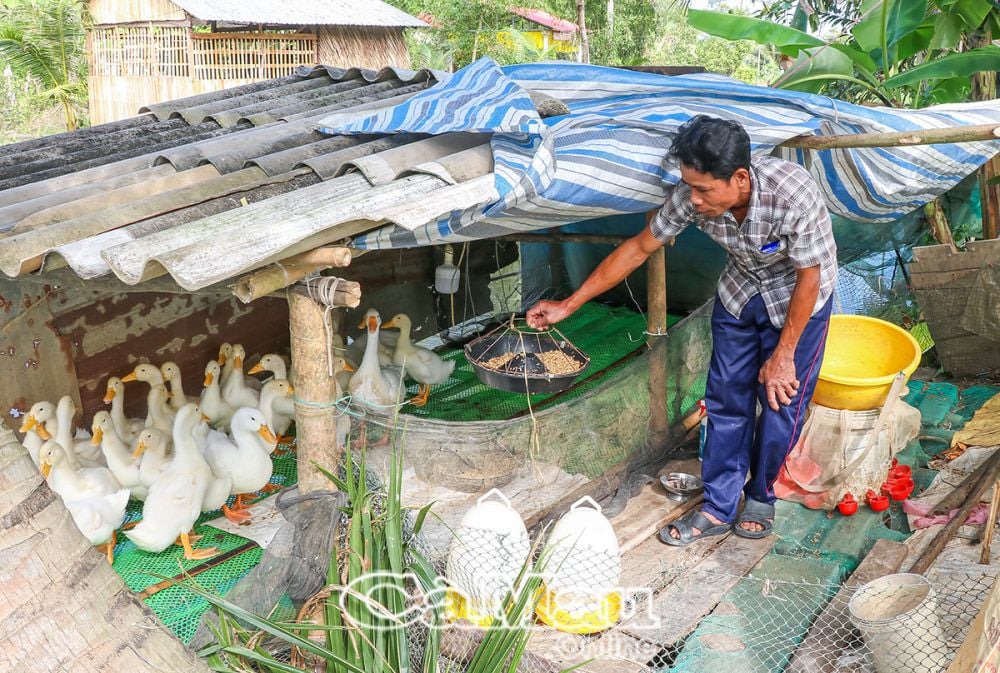 Anh Lý Văn Em nuôi thêm vịt để tăng thu nhập, phát triển kinh tế gia đình.