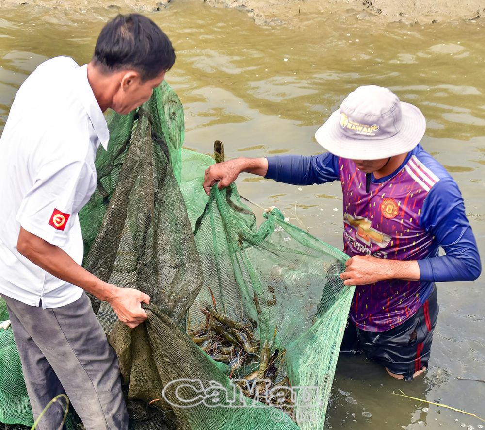 Từ điều kiện tự nhiên, cùng với tổ chức sản xuất thích ứng đã hình thành những mô hình hiệu quả. (Trong ảnh: Thu hoạch tôm nuôi kết hợp trên đất trồng lúa tại hộ ông Lý Văn Khanh, Ấp 10, xã Khánh An).