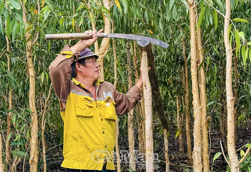 Ông Bí làm nghề gác kèo ong đã trên 10 năm, đây là nghề đòi hỏi kinh nghiệm và cho lợi nhuận cao.