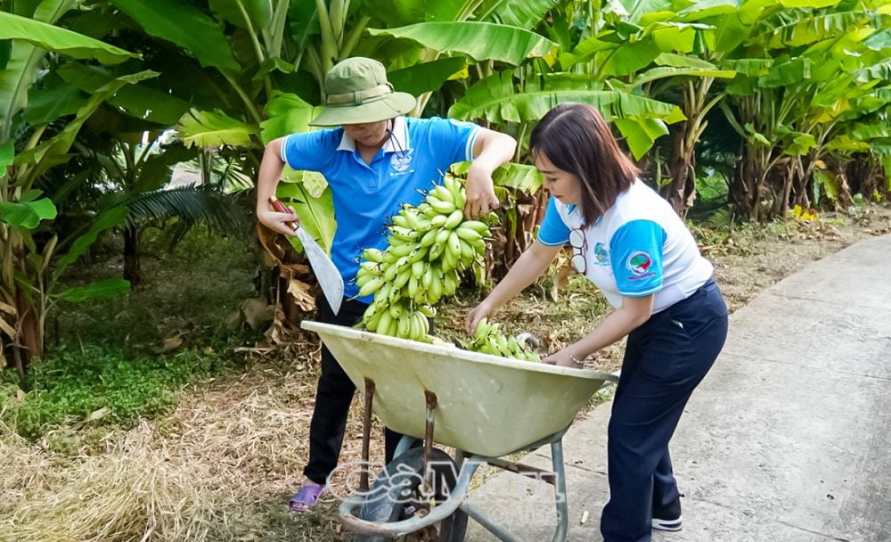 Thời điểm hiện tại, phụ nữ xã Tân Ðức thu hoạch chuối bán cho thu nhập ổn định.