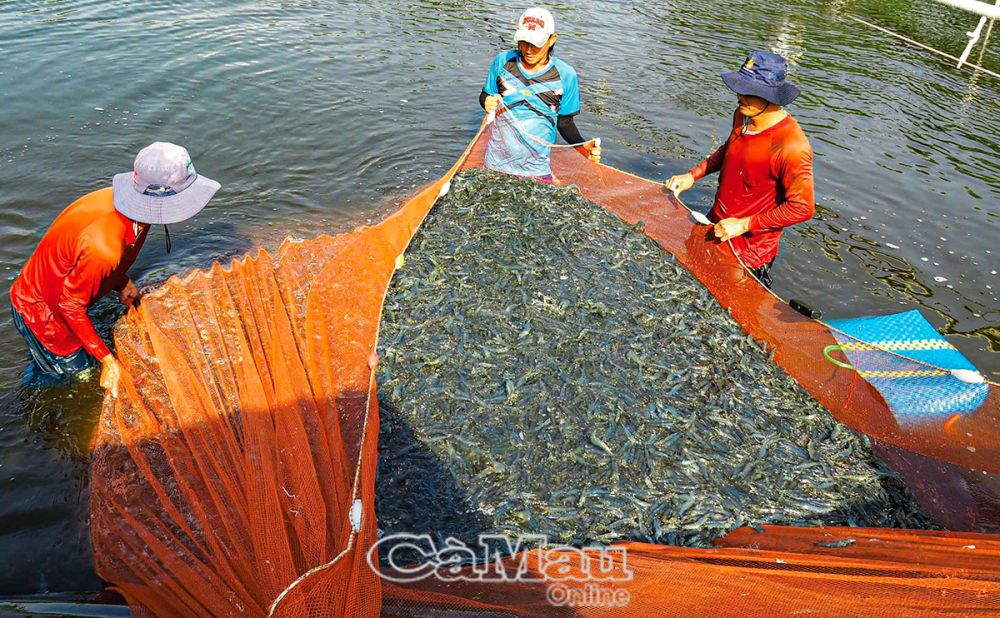 Thu hoạch tôm công nghiệp tại hộ anh Hồ Quốc Trạng, xã Tân Thành, TP Cà Mau.