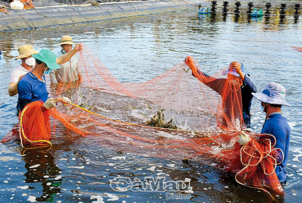 Nuôi thuỷ sản tiếp tục khẳng định là ngành kinh tế mũi nhọn, tổng sản lượng thuỷ sản vượt kế hoạch đề ra. (Trong ảnh: Thu hoạch tôm công nghiệp tại xã Tân Dân).