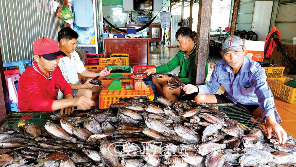 Nhờ cải tiến quy trình, kỹ thuật sản xuất, đến nay Cơ sở sản xuất cá khô bổi Tám Oanh, ấp Kinh Cũ, xã Trần Hợi, có 2 sản phẩm được công nhận OCOP 4 sao: cá khô bổi và bổi 1 nắng. Ảnh: ANH QUỐC