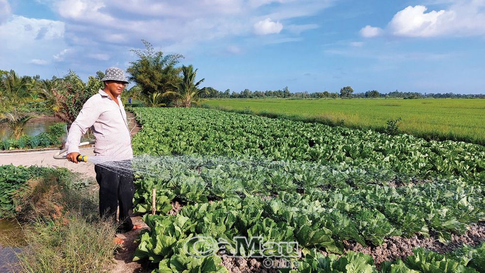 Hằng năm, anh Phan Hữu Xị, ấp Rạch Bào, xã Khánh Bình, trồng khoảng 5.000 cây cải tùa xại bán cho người dân làm dưa ăn Tết.