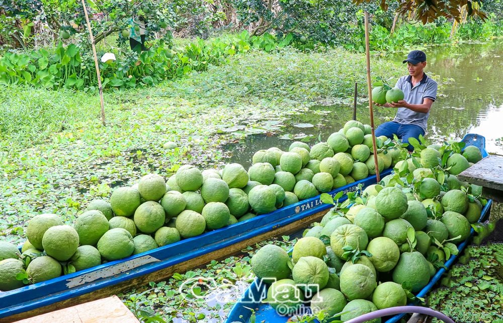 Nhờ chăm sóc tốt, áp dụng kỹ thuật và sản xuất theo hướng hữu cơ nên những vườn cây ăn trái của HTX Trái cây sạch Khánh Hưng cho trái ngon, mẫu đẹp.