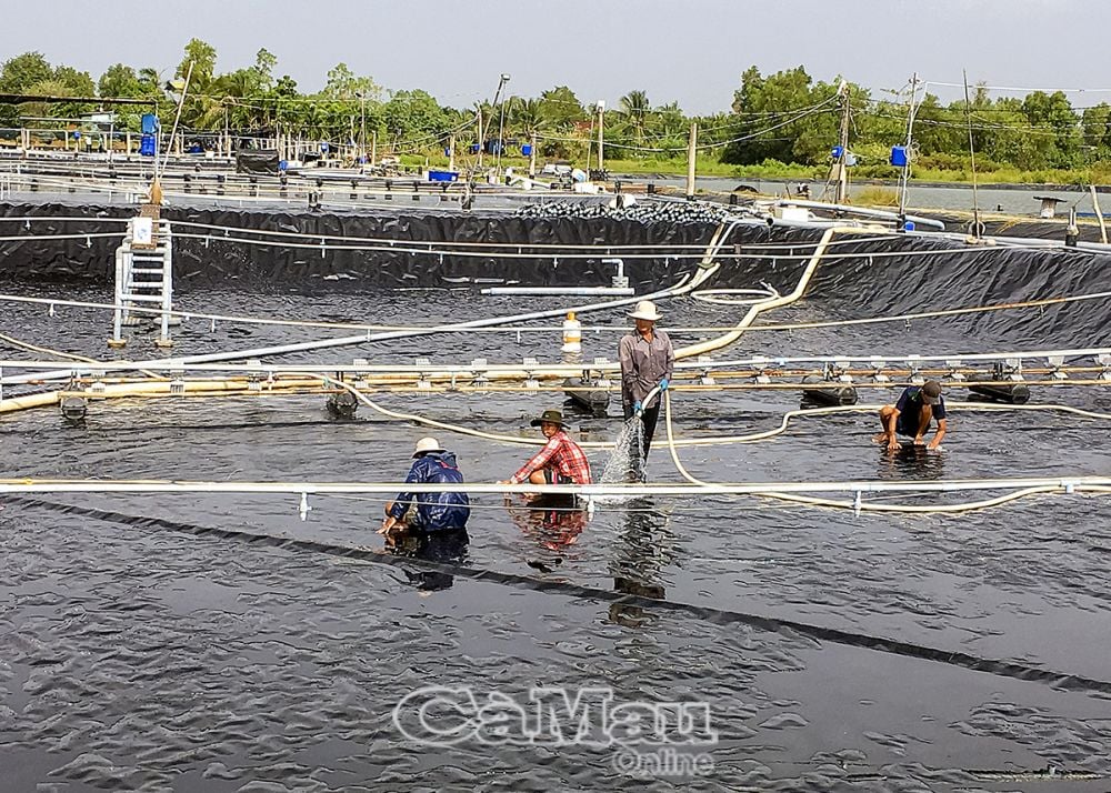 Hợp tác xã Nuôi tôm năng suất cao xã Tân Hưng cải tạo ao đầm chuẩn bị thả tôm nuôi vụ mới.