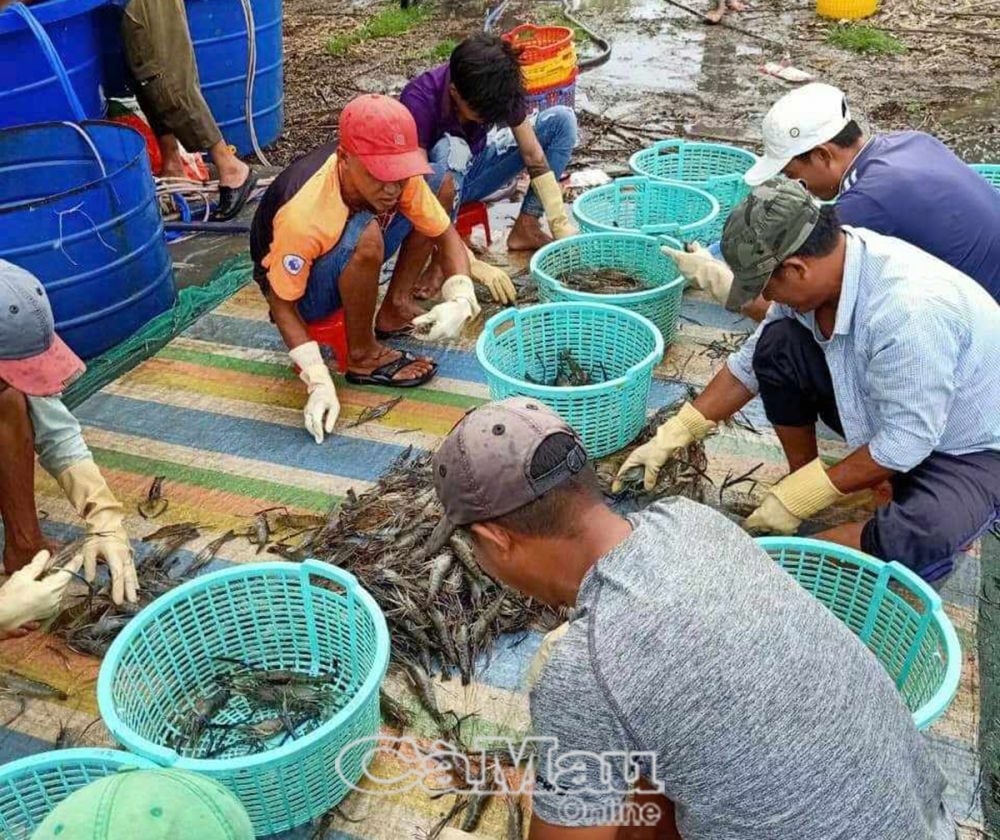 Thương lái thu mua tôm càng xanh.