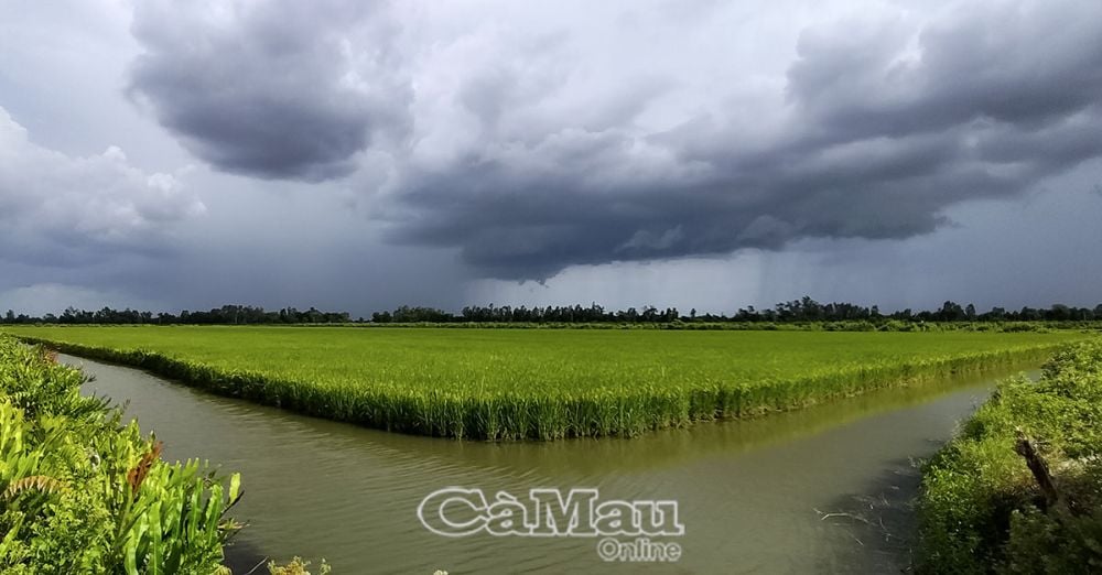 Mô hình lúa hữu cơ tạo môi trường thuận lợi cho sinh vật phù du phát triển nên tôm, cua cũng đạt chất lượng cao hơn khi nuôi song song.