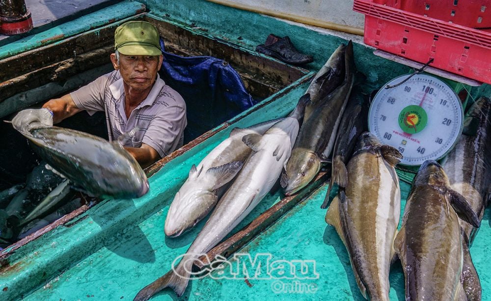 Ông Lê Văn Phú vận chuyển cá bớp nuôi từ Hòn Chuối vào Cảng cá Sông Đốc bán cho thương lái.