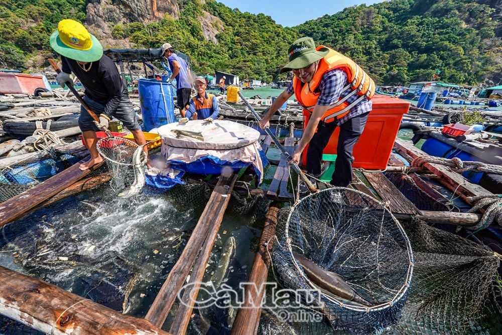 Ông Nguyễn Minh Nhứt (bên phải), Bí thư Huyện uỷ Trần Văn Thời, khảo sát mô hình nuôi cá lồng bè quanh đảo Hòn Chuối.