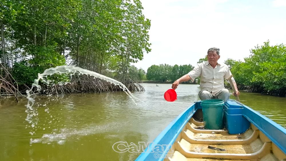 Mô hình nuôi tôm sinh thái giảm thiểu dịch bệnh, được thị trường quốc tế ưa chuộng.